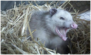 Opossum