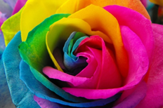 rose1